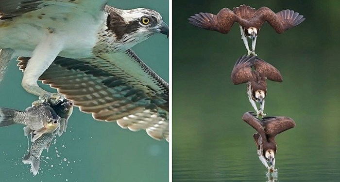 Ove fotografije orlova u lovu dokazuju koliko je u prirodi sve razrađeno do najsitnijih detalja
