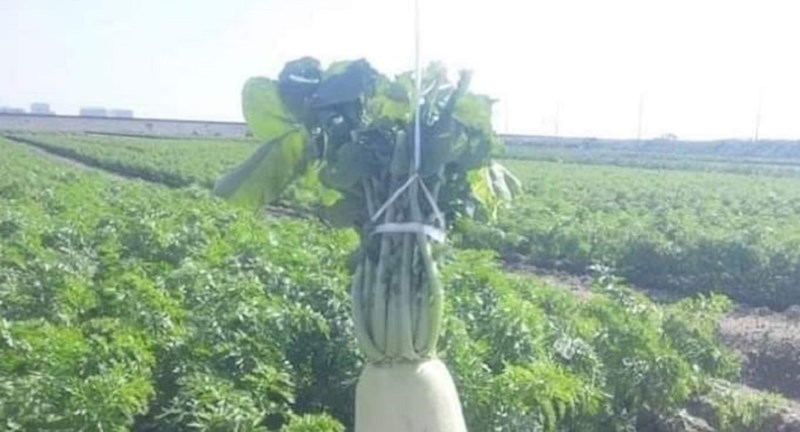 Iz zemlje su izvukli čudan hren i skoro zaplakali od smijeha kada su ga vidjeli