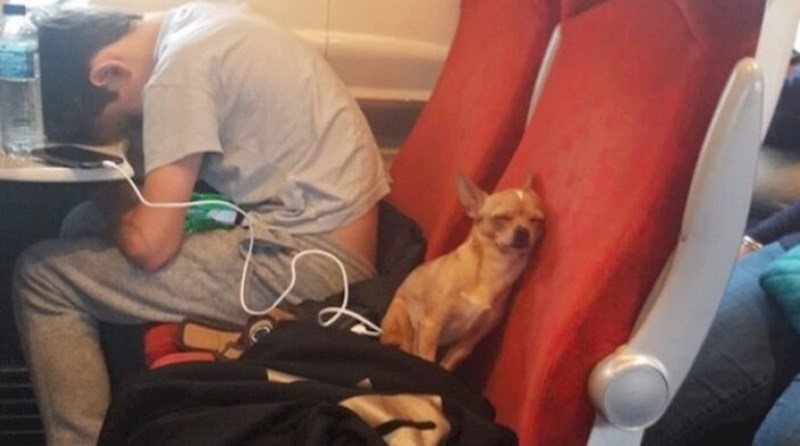 Ove životinje se u javnom prijevozu ponašaju bolje od mnogih ljudi