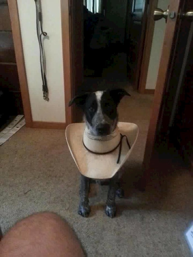 Još jedna životinja koju je vlasnik spriječio da liže ranu