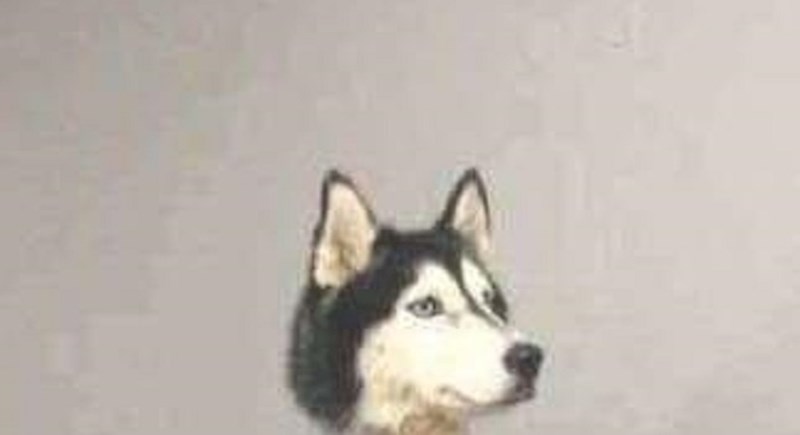 Jeste li ikada vidjeli haskija bez duge dlake? Izgleda jako čudno