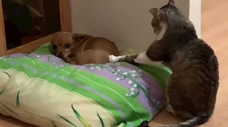 Mačka se čudno ponašala, a psu ništa nije bilo jasno. Ovo je urnebesno