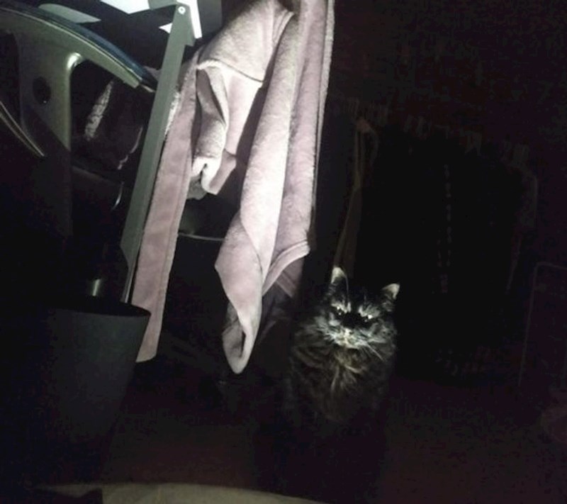 "Kako moja mačka traži slatkiše u gluho doba noći"
