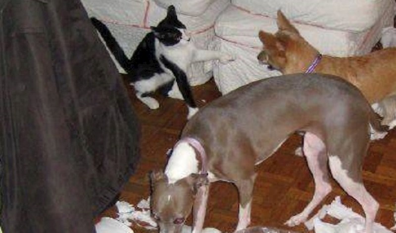 Vlasnik je ostavio wc papir blizu svojih ljubimaca, ubrzo je shvatio da je to bila velika pogreška