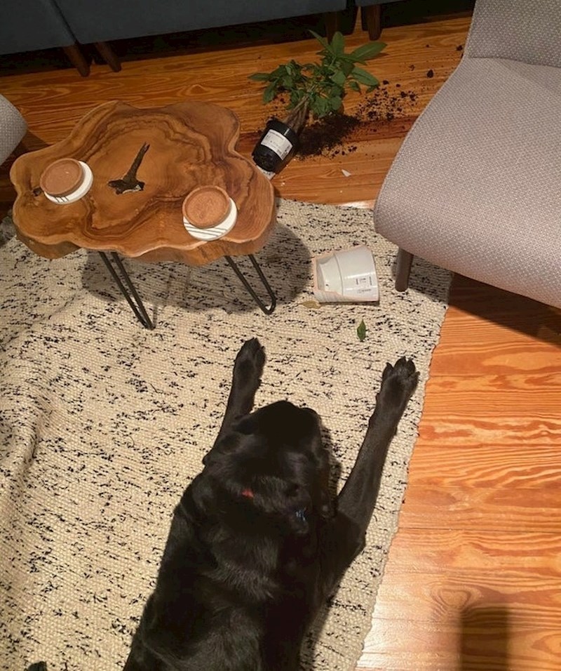 "Kada je ugledao poslasticu, počeo je trčati po sobi i ovo se dogodilo..."