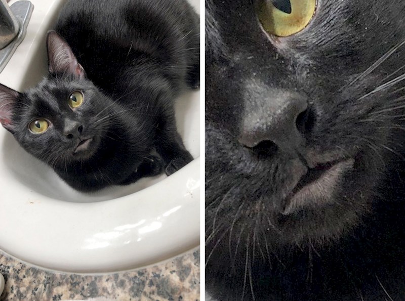 Izgleda kao da ima usnice