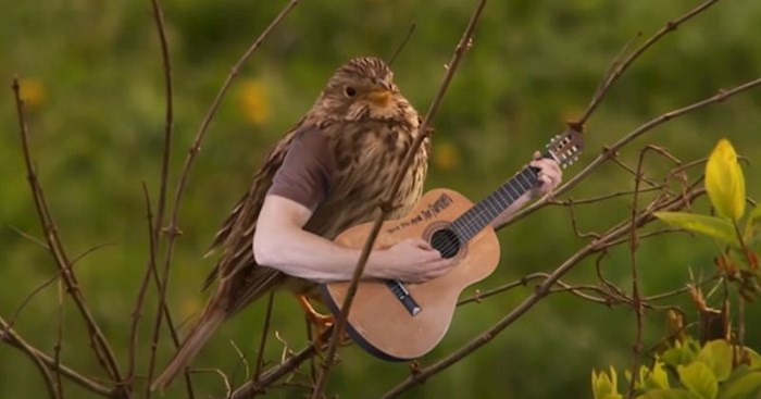 Ovaj urnebesni video ptica s ljudskim rukama jednostavno morate vidjeti