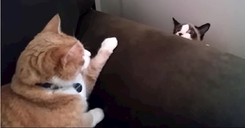 Vlasnici su udomili novu mačku, reakcija njihove stare mace je presmiješna