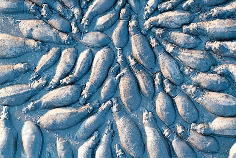 "Hippopotamus Group From Above" Talib Almarri