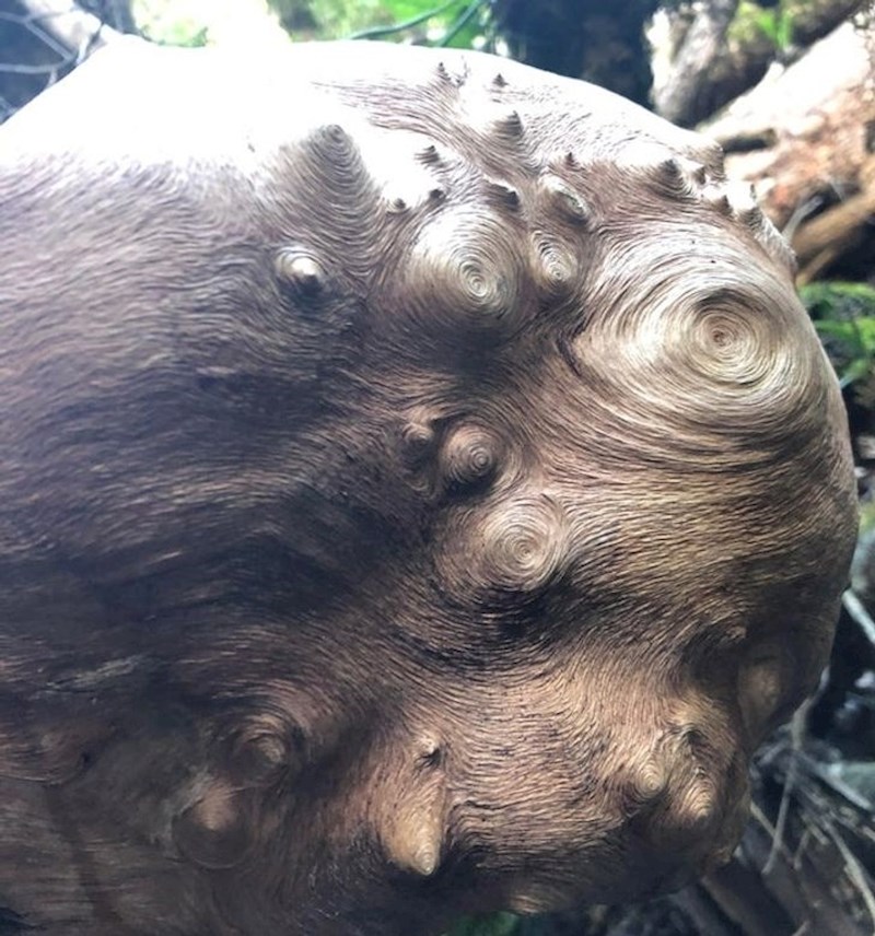 Drvo koje izgleda kao dio slike Vincenta van Gogha