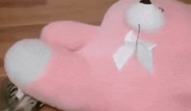 Vlasnici mačke su pukli od smijeha kada su vidjeli što ona radi s plišanim medvjedićem