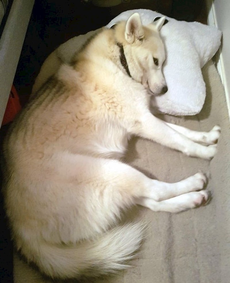 "Pao mi je jastuk s kreveta, ujutro sam ga pronašla ovako..."