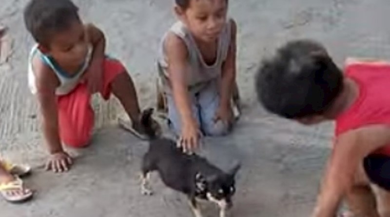 Smijeh ove djece kada su ugledali neobične kretnje chihuahue najbolje je što ćete vidjeti danas