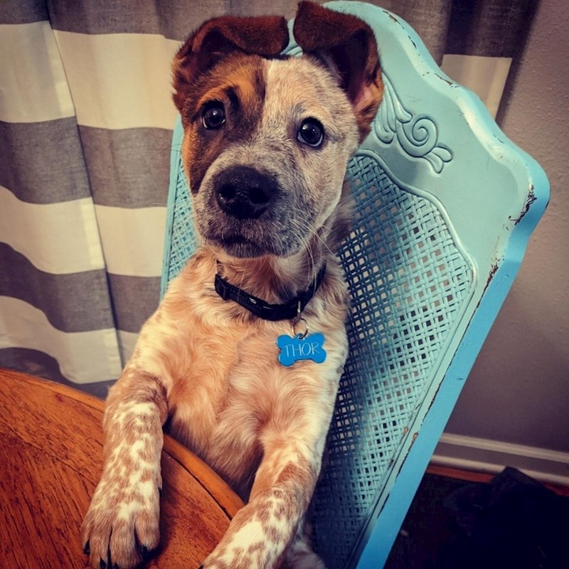 "Ako sjedim kao moj vlasnik, možda dobijem i njegovu večeru!"