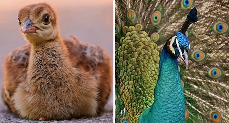 Evo kako 12 poznatih ptica izgledaju kao bebe i kako kada odrastu