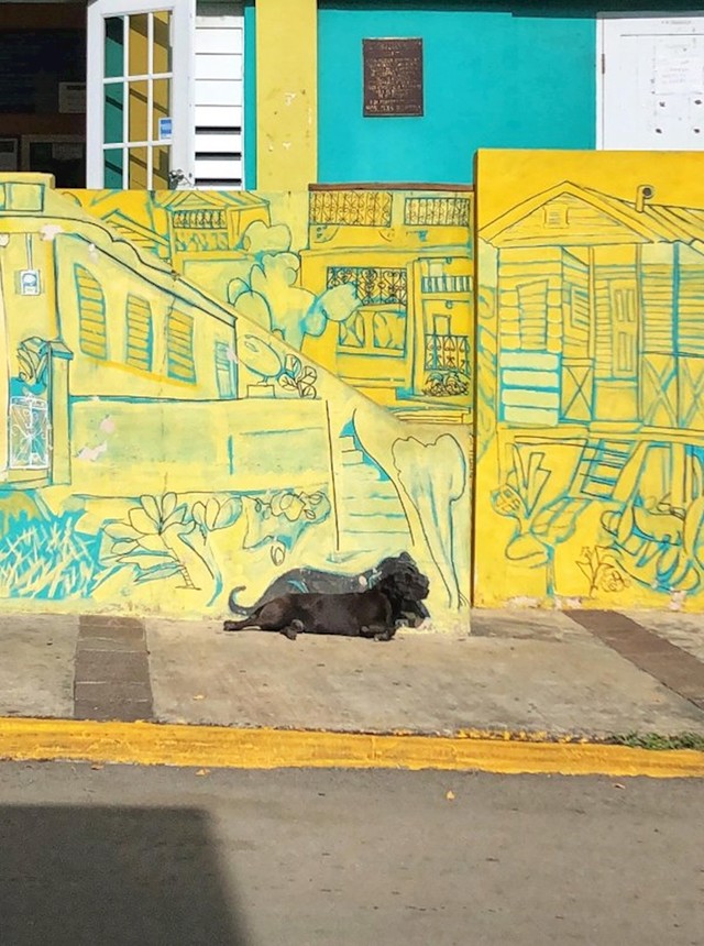 Ovo je mural u Puerto Ricu. Autori su se pobrinuli da na njemu bude lokalni pas koji baš tu često odmara"