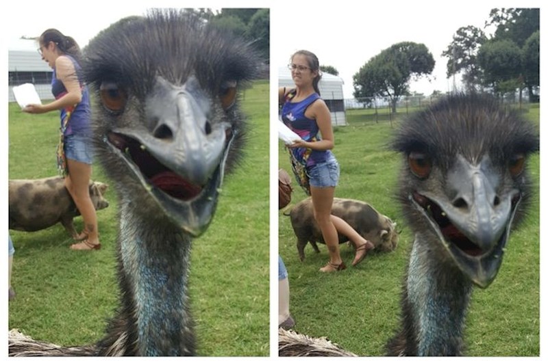 "Bili smo u zoološkom vrtu, mojoj frendici je svinja stala na nogu i tako je nastala ova odlična fotografija"