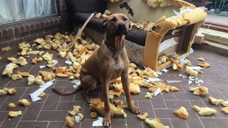 Ovi ljudi i jedna mačka doživjeli su katastrofe koje neće tako lako zaboraviti