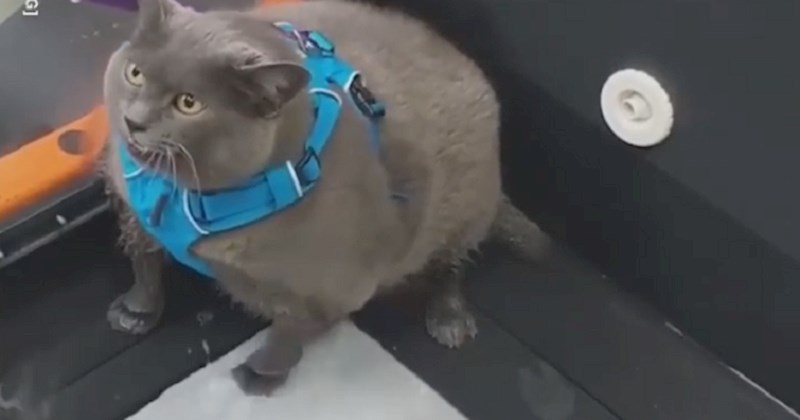 VIDEO Svi smo mi ova mačka - pogledajte kako ova bucka izbjegava vježbanje