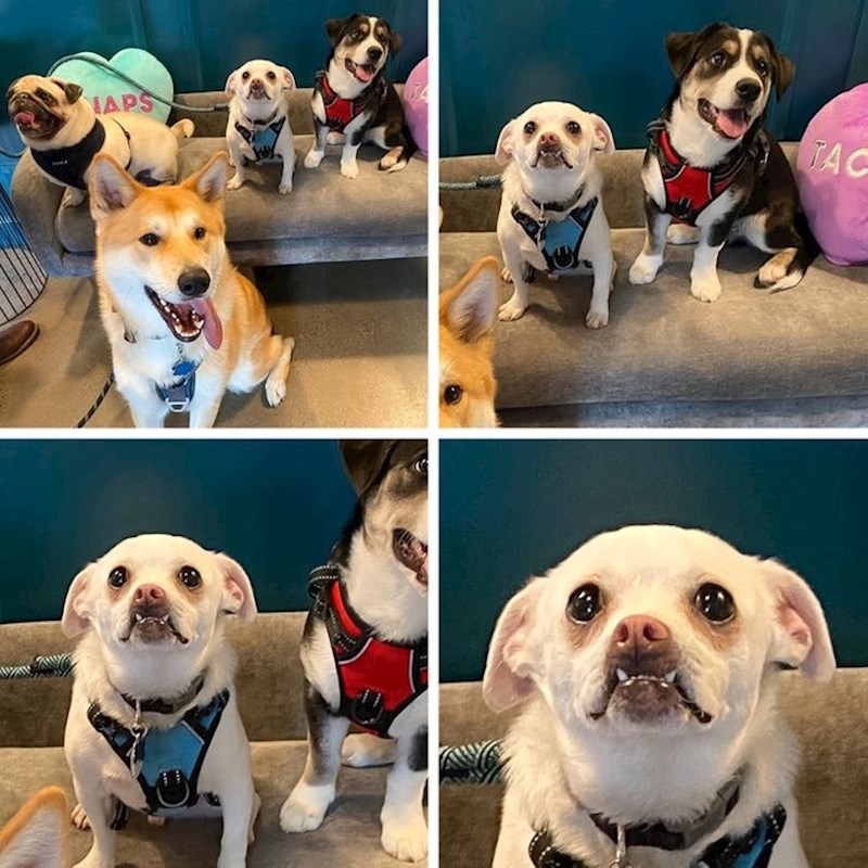 "Moj pas pokušava pozirati"