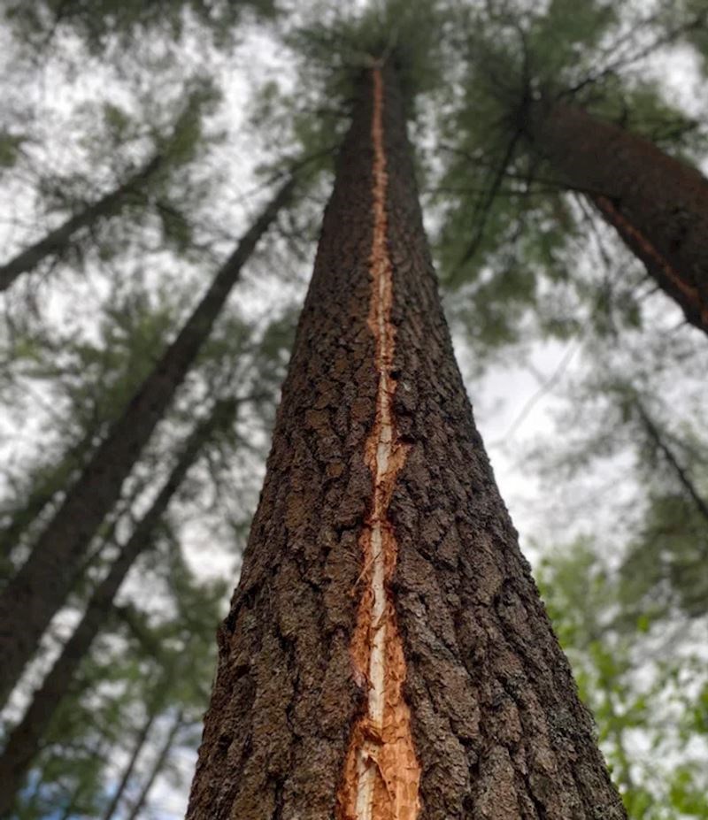 Munja je pogodila stablo i ono sada izgleda ovako