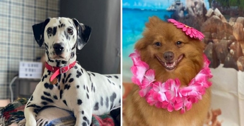 Pitala je ljude na Twitteru koju bi profilnu fotku imali njihovi psi kada bi postojao pseći Tinder