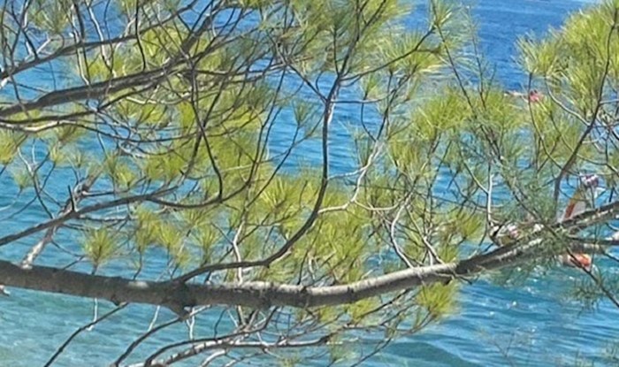 Ljude je na plaži nasmijao ovaj prizor, što to viri iz mora?