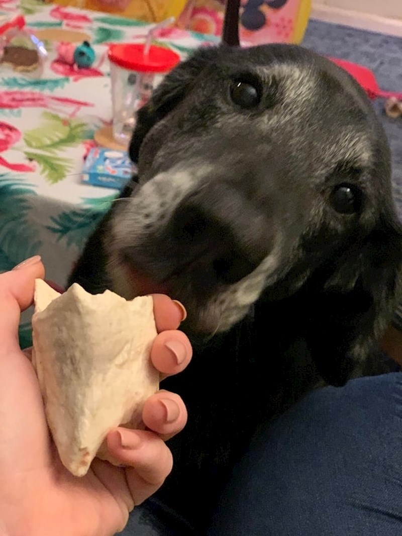 "Nisam dobila ništa za Valentinovo, moj pas je vidio da sam tužna i poklonio mi svoju kost"