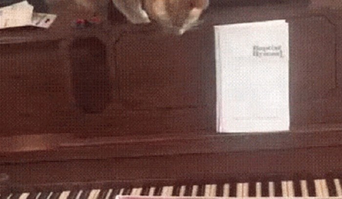 Mačka je dotakla tipke na klaviru, njena reakcija je urnebesna