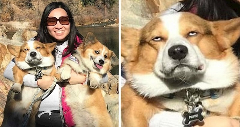 Na Facebooku postoji grupa posvećena korgijima kojima je dosta tuđih gluposti