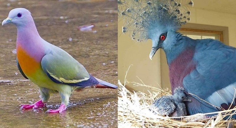 Najljepše i najčudnije vrste golubova na svijetu