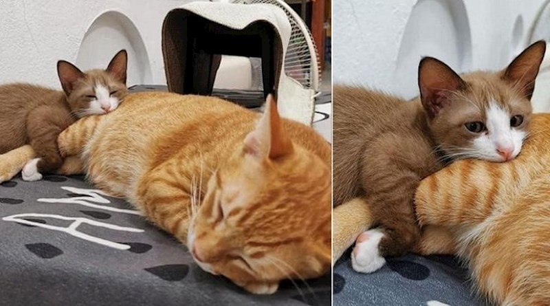 Životinje koje se obožavaju maziti