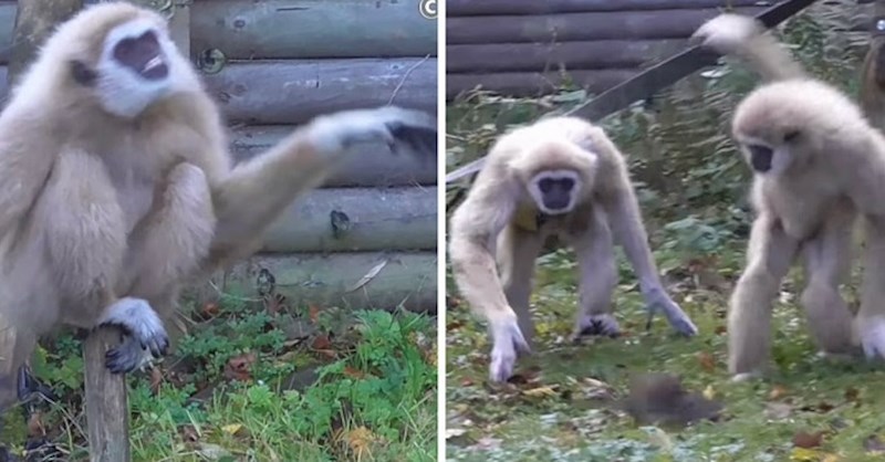 Reakcija ovih presmiješnih majmuna kada prvi puta vide štakora je sve