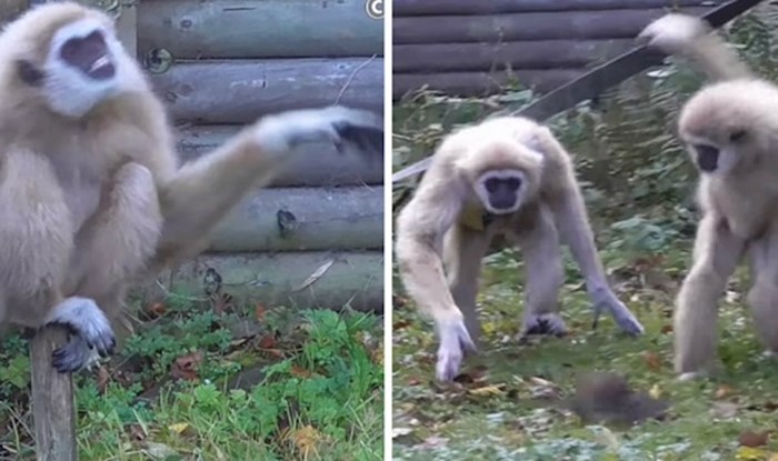 Reakcija ovih presmiješnih majmuna kada prvi puta vide štakora je sve