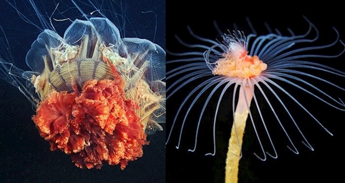 Nevjerojatne fotke bića iz morskih dubina koja izgledaju kao da nisu s ovog planeta