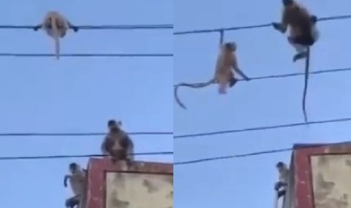 Ovaj video na kojem majmunica spašava svoju bebu s električnih kablova postao je viralan
