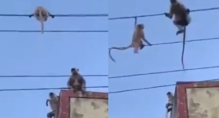 Ovaj video na kojem majmunica spašava svoju bebu s električnih kablova postao je viralan
