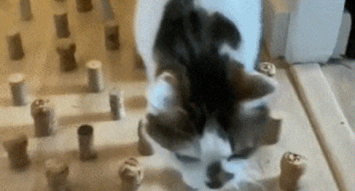 U izolaciji su i životinje naučile nove stvari, nećete vjerovati što može ova mačka