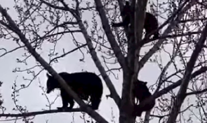Žena je snimila obitelj medvjeda kako opušteno chillaju na stablu, ovo je sve