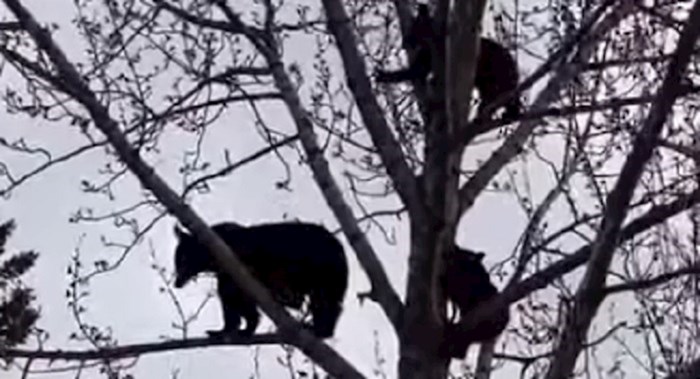 Žena je snimila obitelj medvjeda kako opušteno chillaju na stablu, ovo je sve