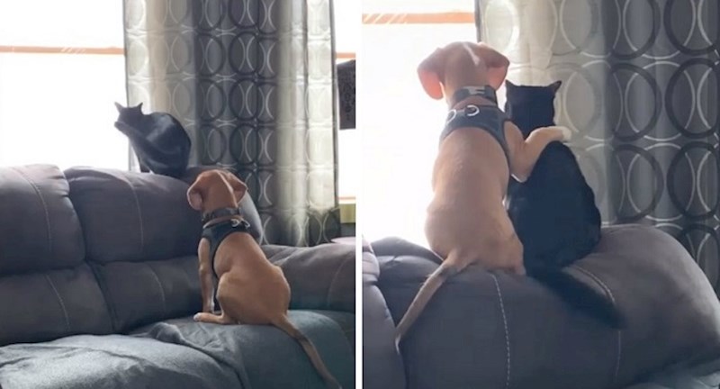 Ovaj video mačke i psa kako se grle osvojio je cijeli internet, a i vas će