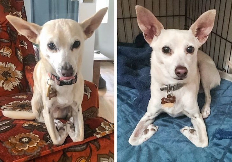 "Moj pas je zaboravio kako biti pas..."