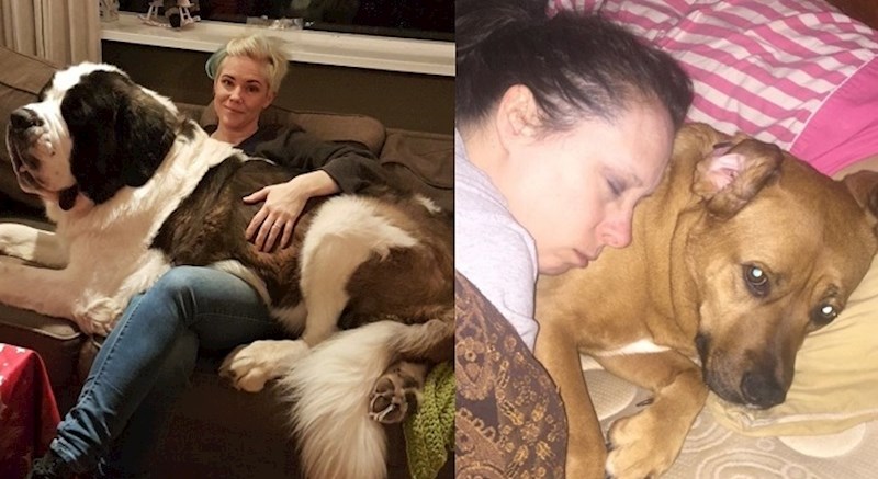 20 pasa koji se ponašaju poput velikih beba