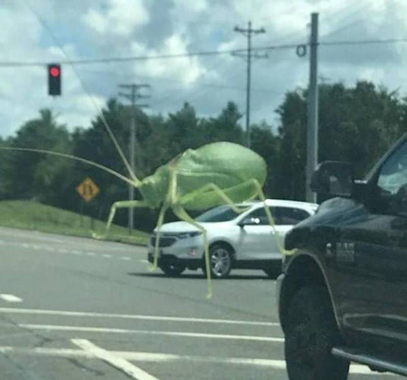 Još jedan divovski kukac