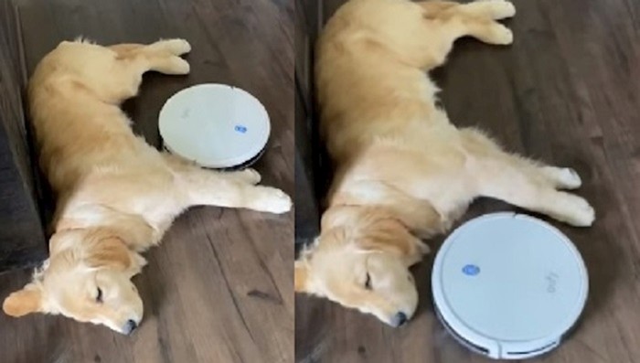 VIDEO Ovaj pas nije dozvolio robotskom usisavaču da mu pokvari popodnevni spavanac