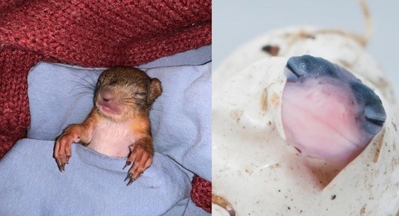 Male životinje kojima je jako teško odoljeti