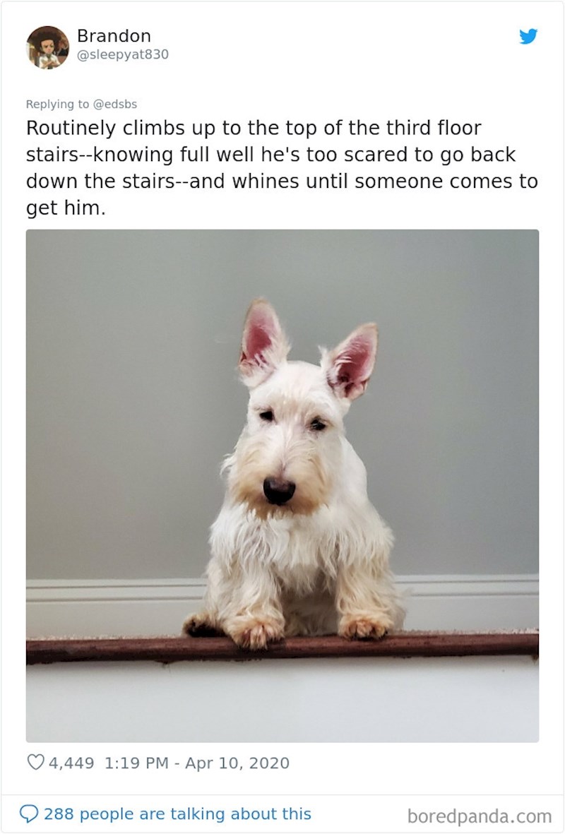 "Popeo se na treći kat znajući da se boji spustiti, pa je čekao da ga netko spusti"