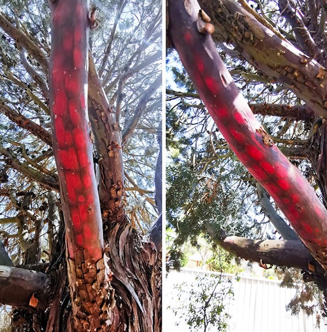 Prirodna boja drveta ispod kore