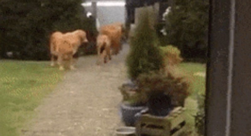 Lik je naučio pse kako da mu pomognu sa stvarima iz dućana, ovo je urnebesno