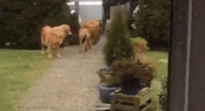 Lik je naučio pse kako da mu pomognu sa stvarima iz dućana, ovo je urnebesno